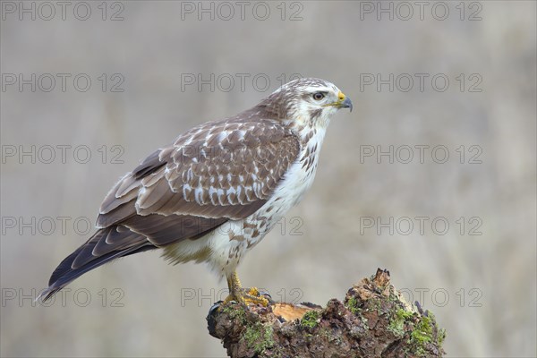 Common steppe buzzard