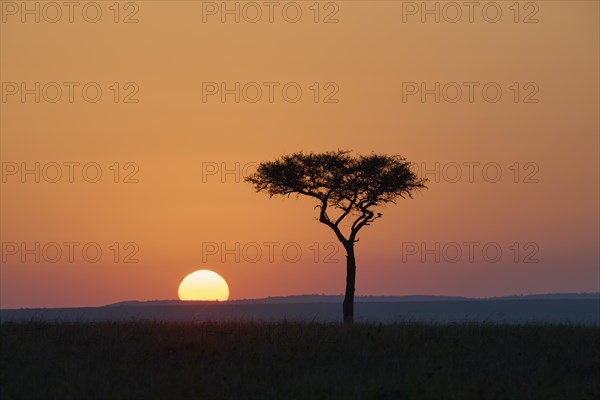 Silhouette