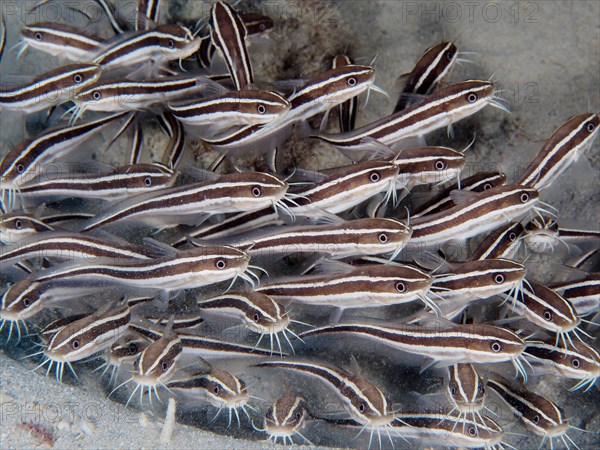 Striped eel catfish