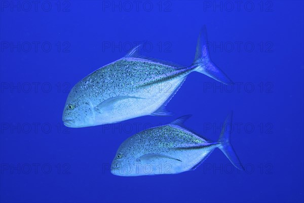 Two bluefin trevallies