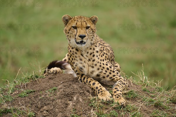 Cheetah