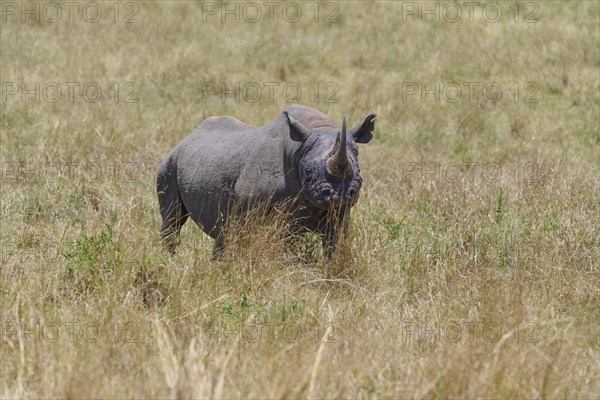 Black rhinoceros