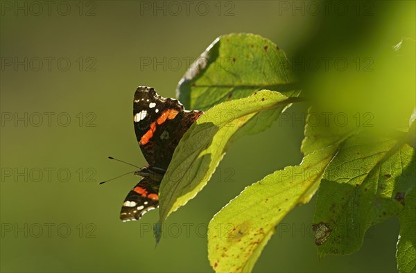 Red admiral