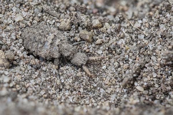 European ant lion