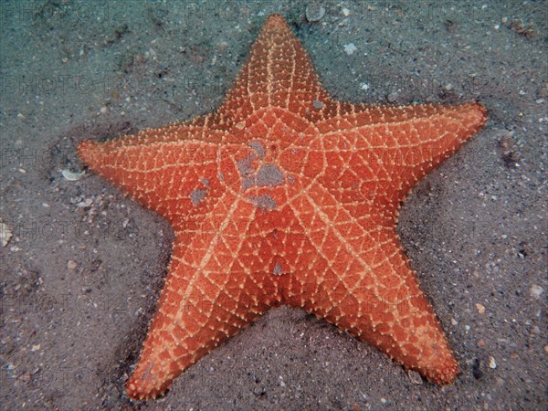 Red cushion sea star