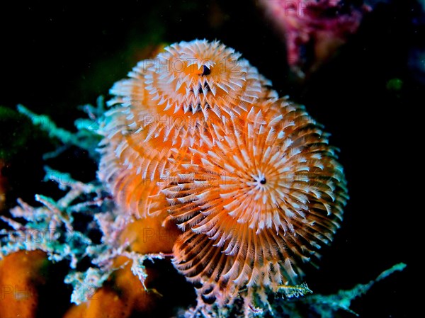 Orange christmas tree worm