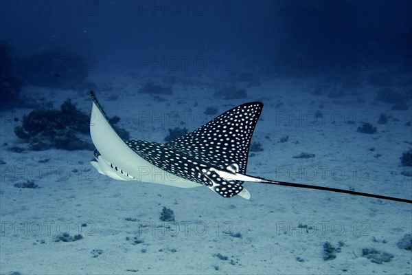 Spotted eagle ray