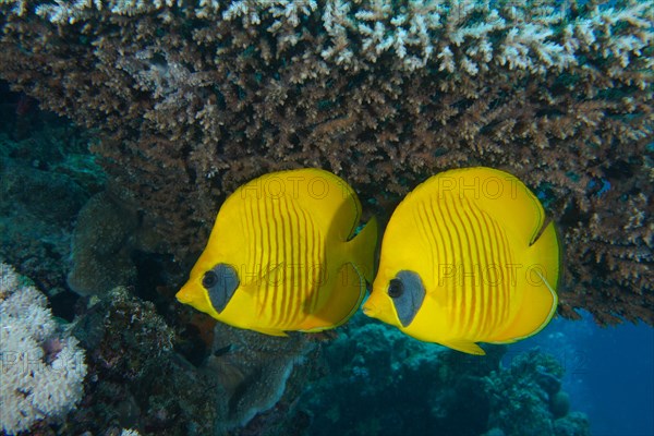 A pair of bluecheek butterflyfish