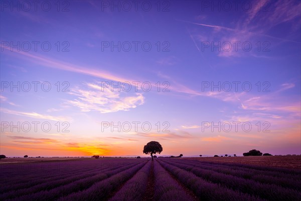 Beautiful sunset in a lavender field in summer