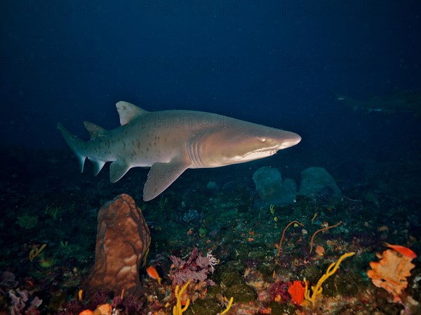 Sand tiger shark