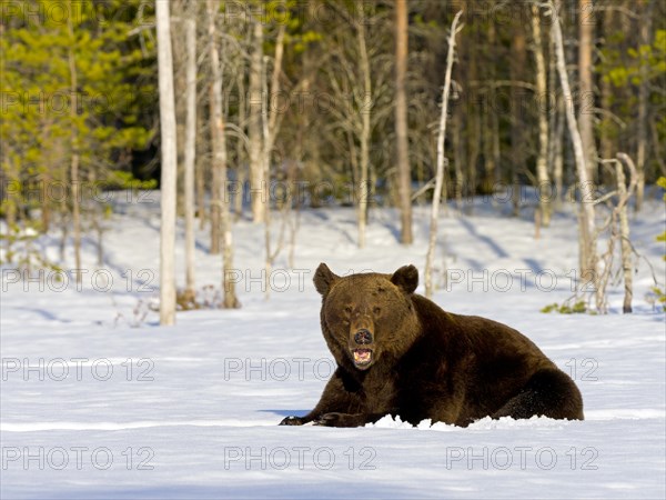 European brown bear