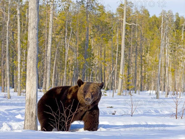 European brown bear