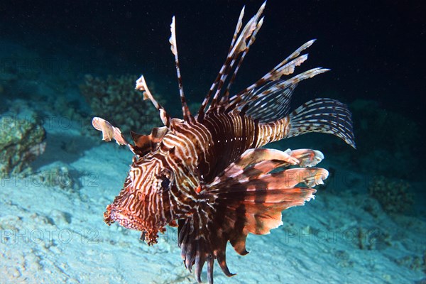 Common lionfish