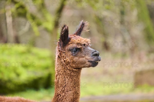 Portrait of an Alpaca