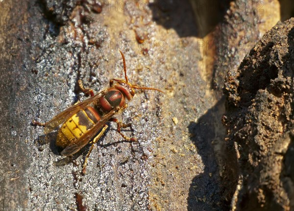 European hornet