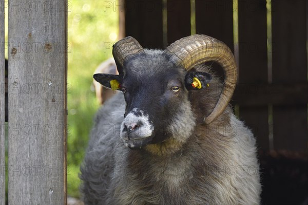 Portrait of a black and white Skudde ram with long thick horns looking out of the barn