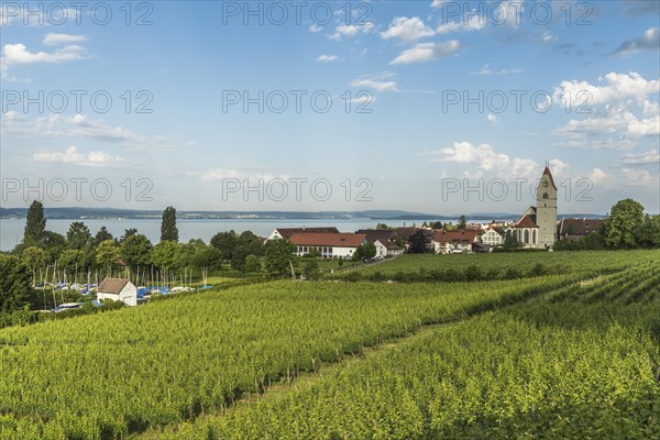 Vineyards and Johann Baptist Catholic Church