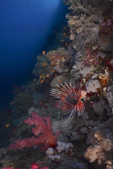 Radial firefish