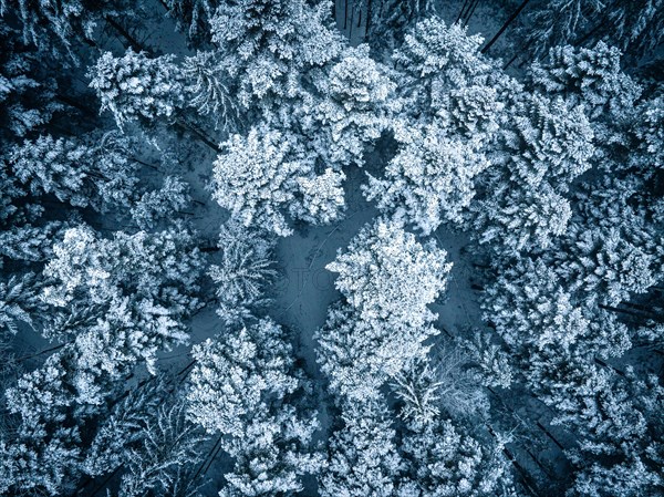 Aerial view of winter forest in snow and ice