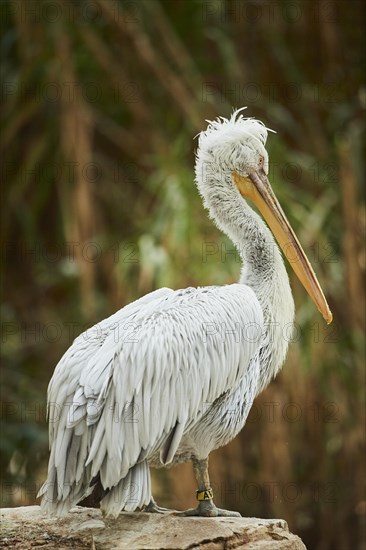 Great white pelican