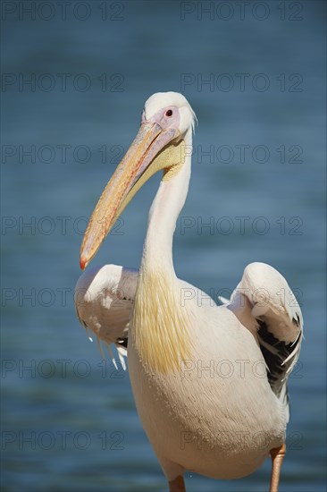 Great white pelican