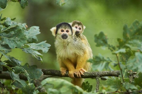 Common squirrel monkey