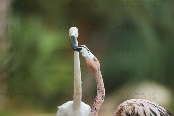 Portrait of an American flamingo