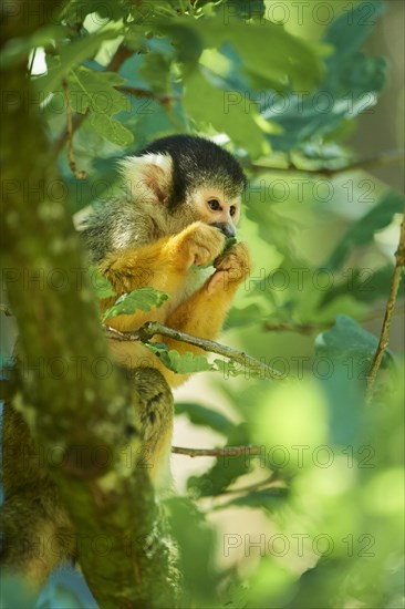 Common squirrel monkey