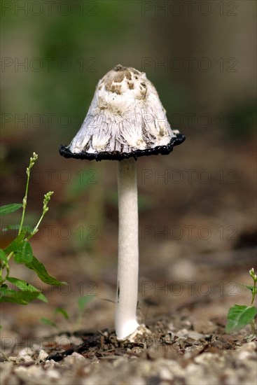 Close up picture of a half finished Schopftintling Shaggy Ink Cap