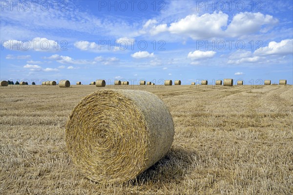 Grain field