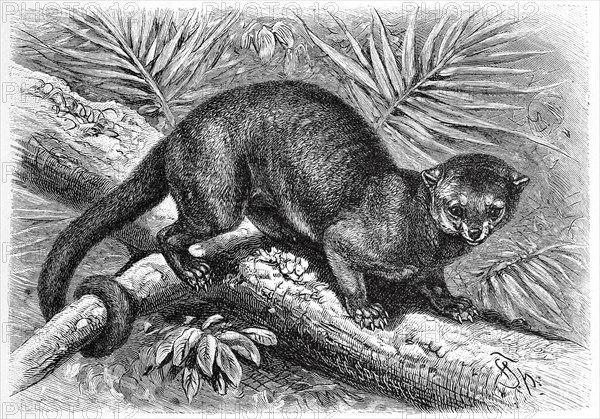 Kinkajou