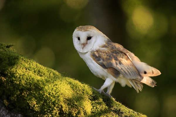 Common barn owl