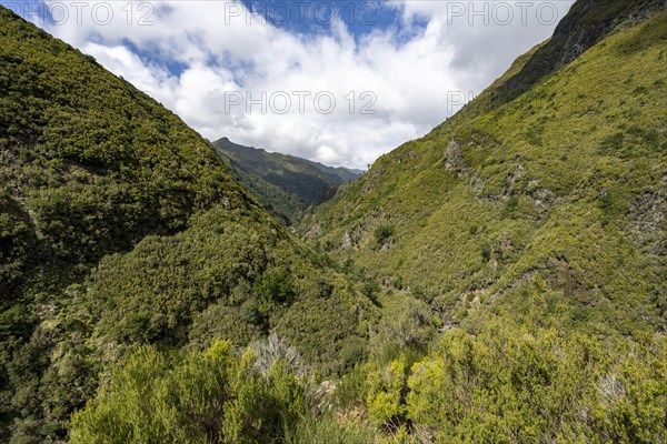 Wooded mountains