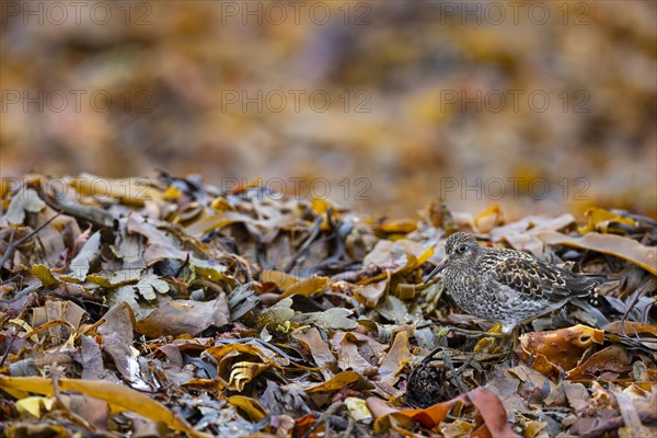 Dunlin