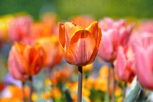 Beautiful yellow and orange tulip in middle of field with colorful spring flowers on blurry background