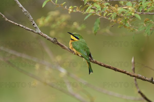 Little bee-eater