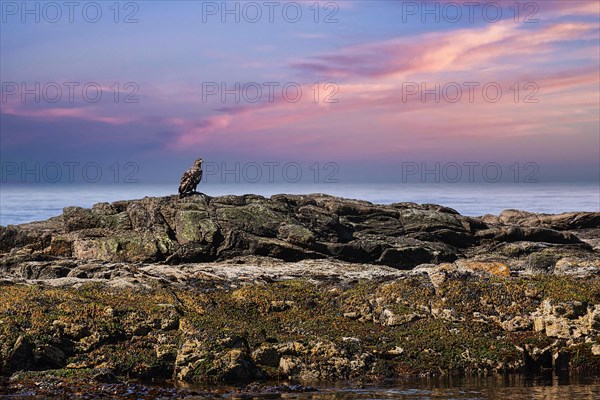 White-tailed eagle