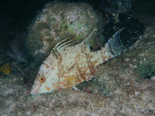 Hogfish