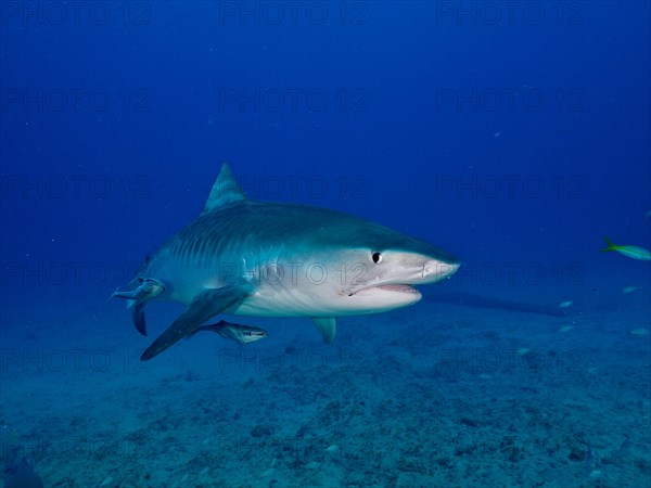 Tiger shark