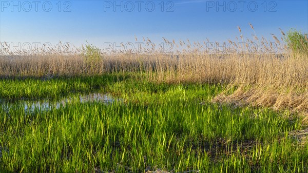 Reed on the shore of Lake Duemmer