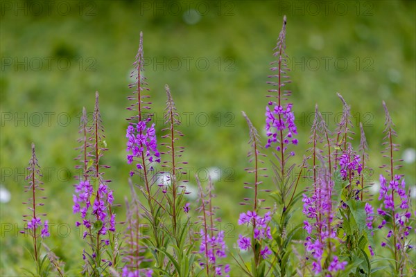 Blooming sally