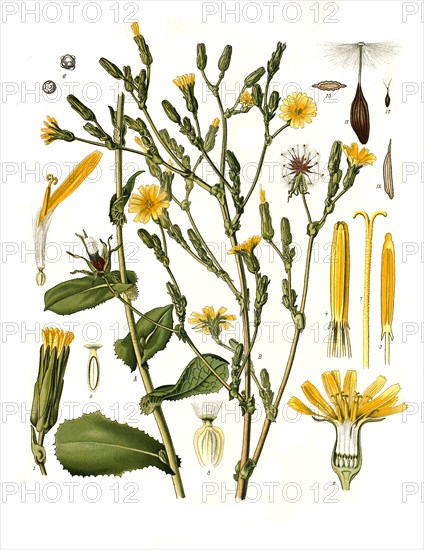 Medicinal plant