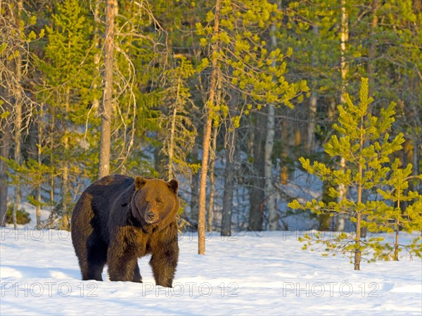 European brown bear