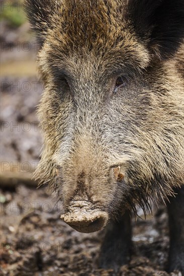 Portrait of a Wild boar