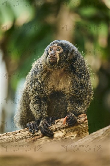 White-faced saki