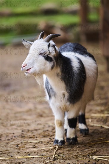 Domestic goat