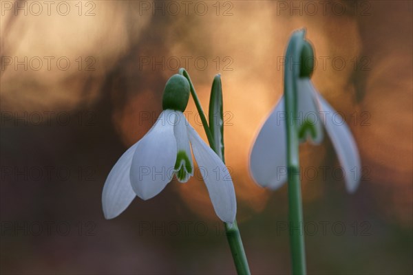 Common snowdrop