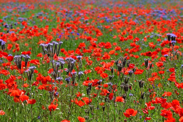 Lacy phacelia