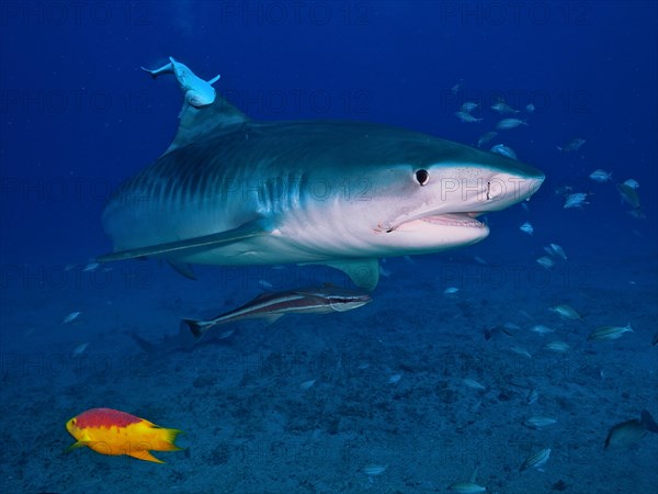 Tiger shark