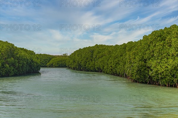 Mangrove forest